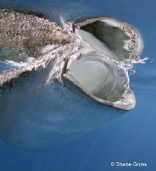 Whale shark reflection by Shane Gross 